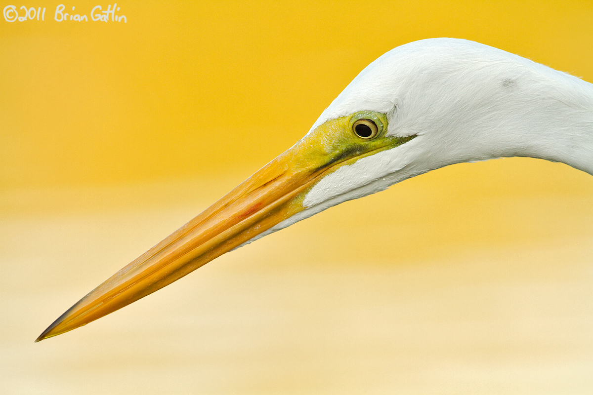 Great Egret Portrait