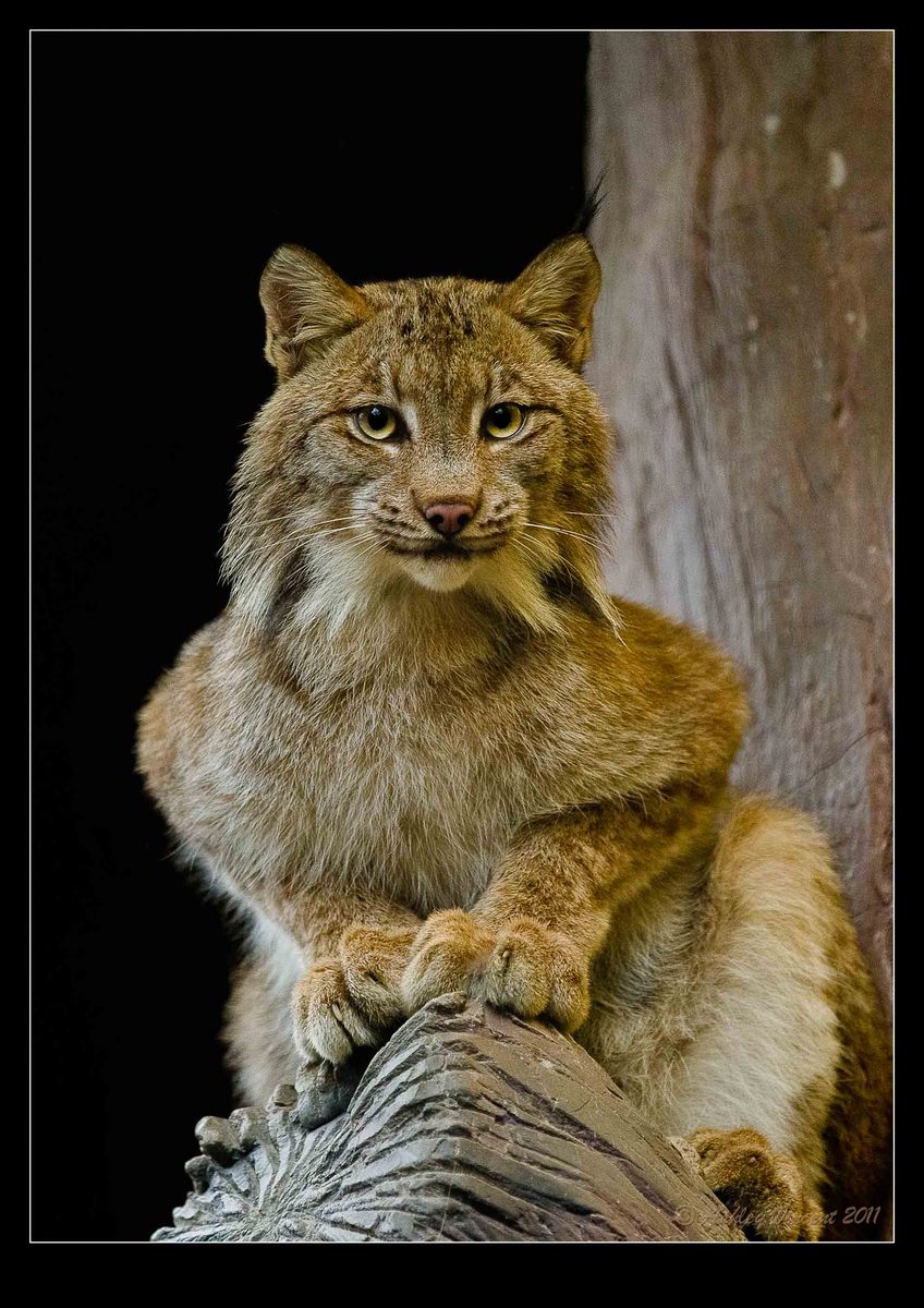 Canadian Lynx