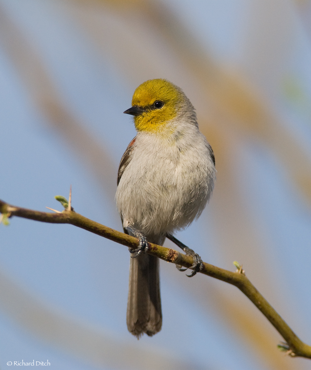 Verdin