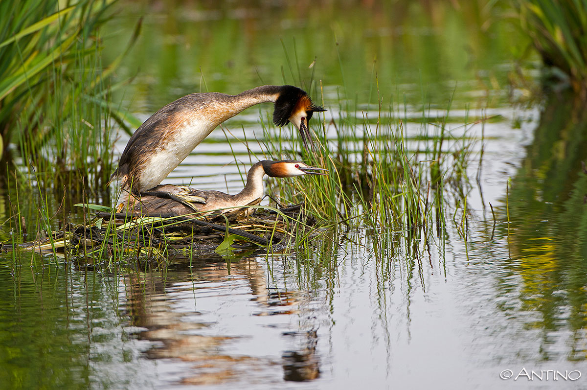 Great Crested Grebe 