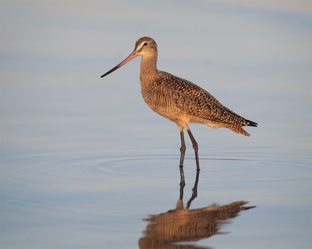 Godwit Early Morning
