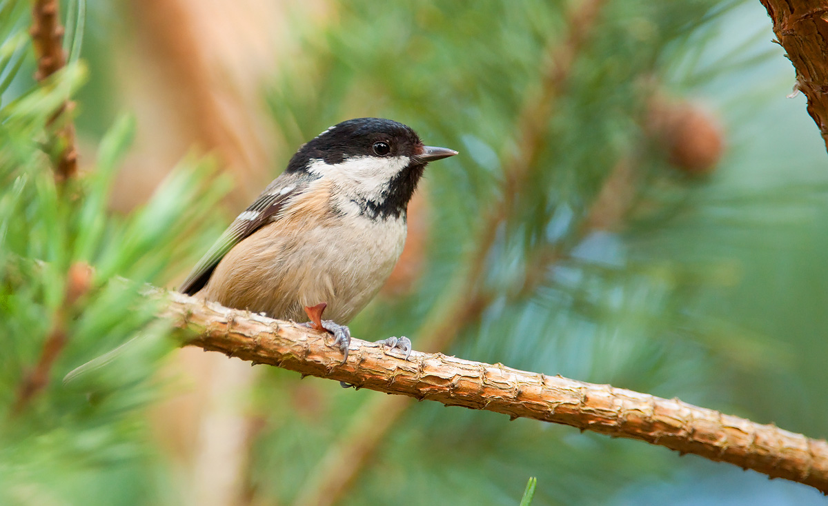 Coal Tit