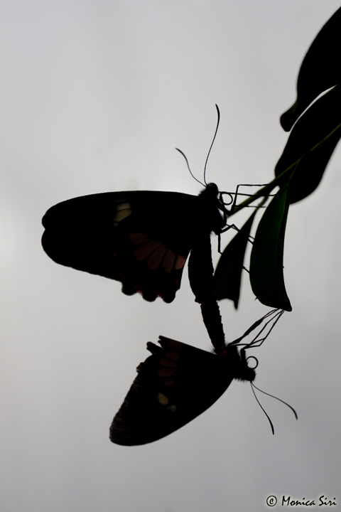 BFs silhouettes 