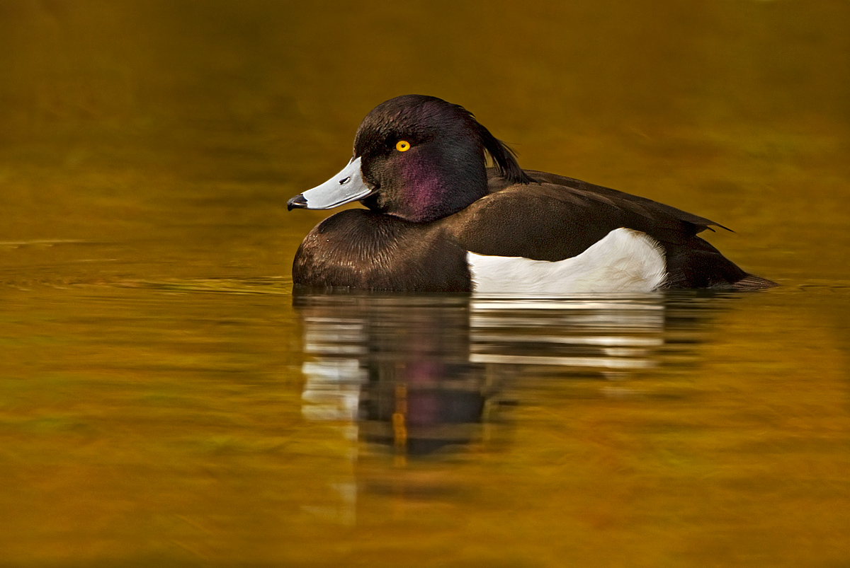 Tufted Duck