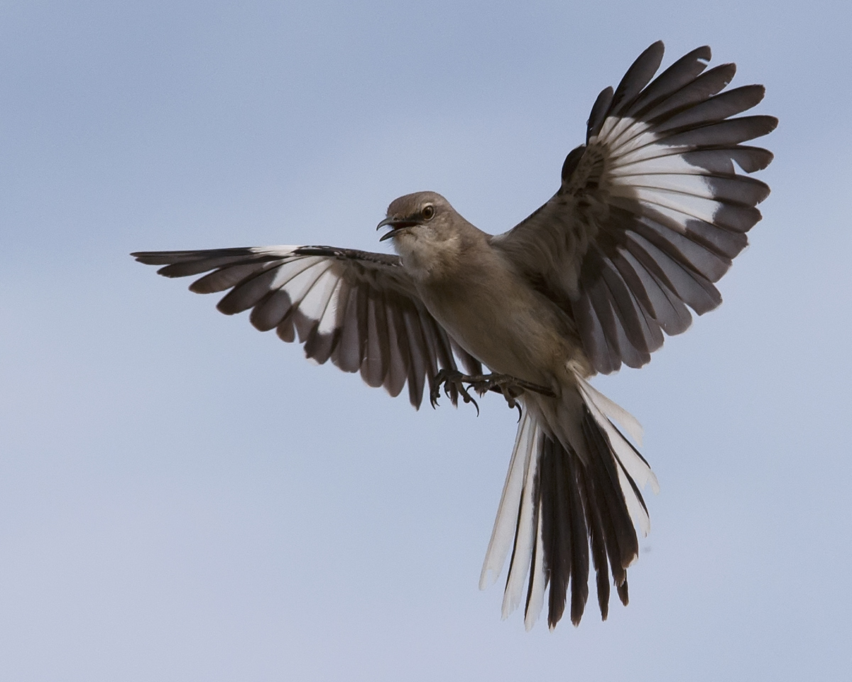 Northern Mockingbird