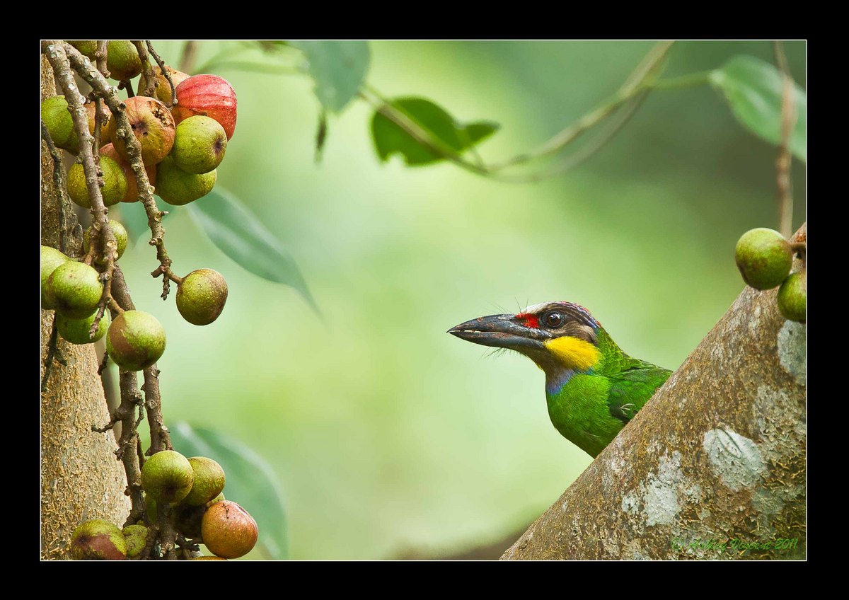 Gold-Whiskered Barbet