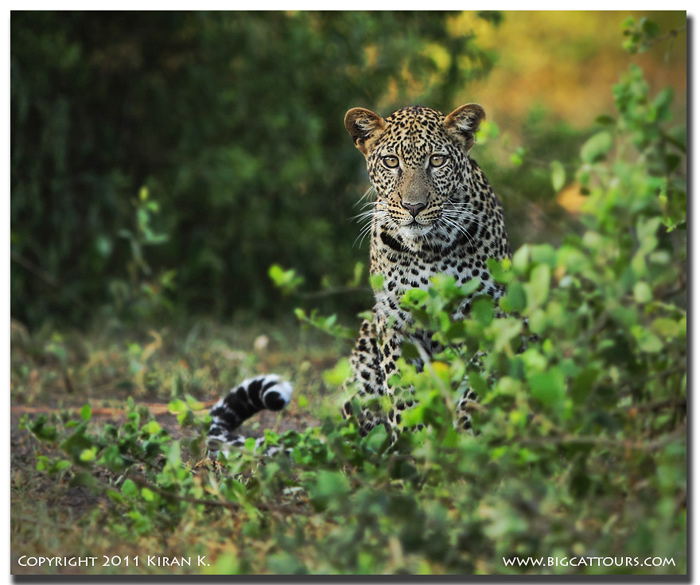 Mr. Spots - The Leopard