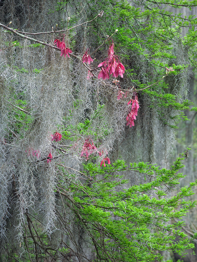 Cypress and Maple