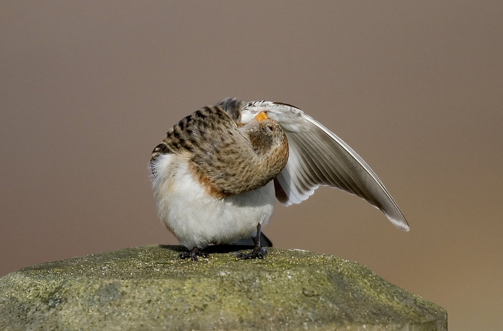Snow Buynting Preening