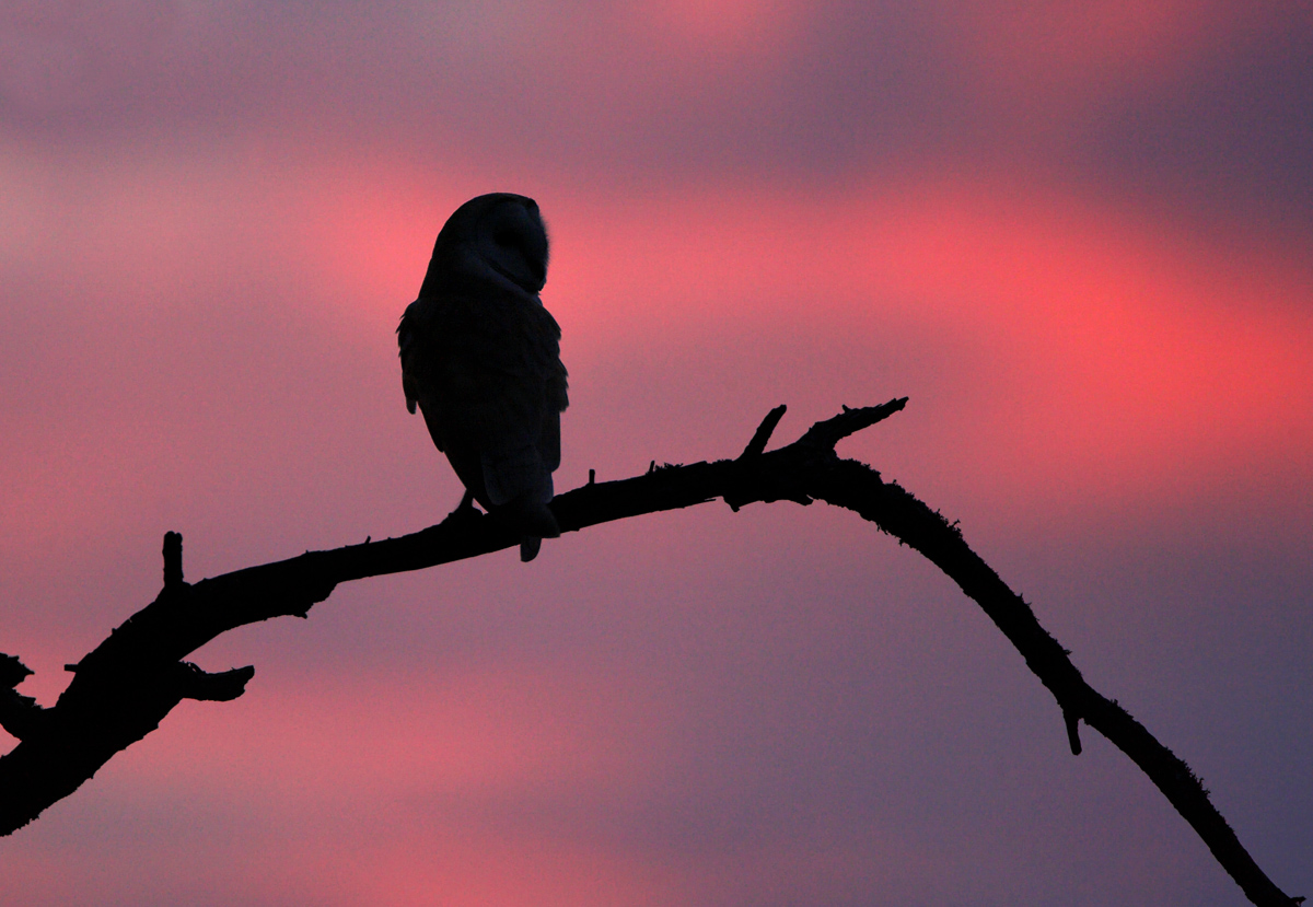 Sunset Barn Owl.