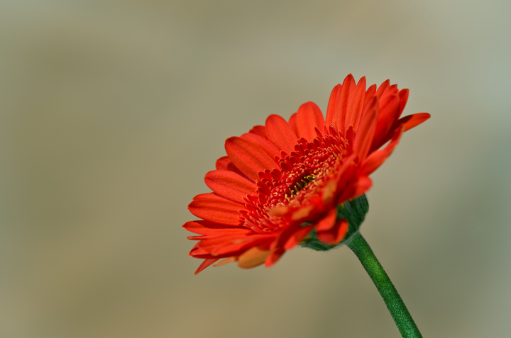 Bright Red + REPOST
