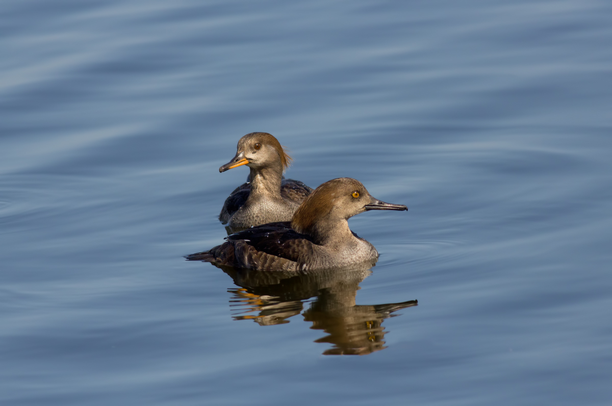 Hooded Mergansers