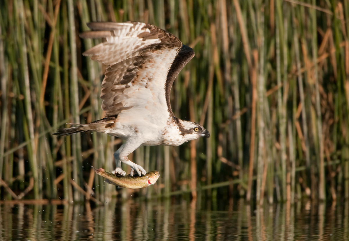 Dinning Osprey