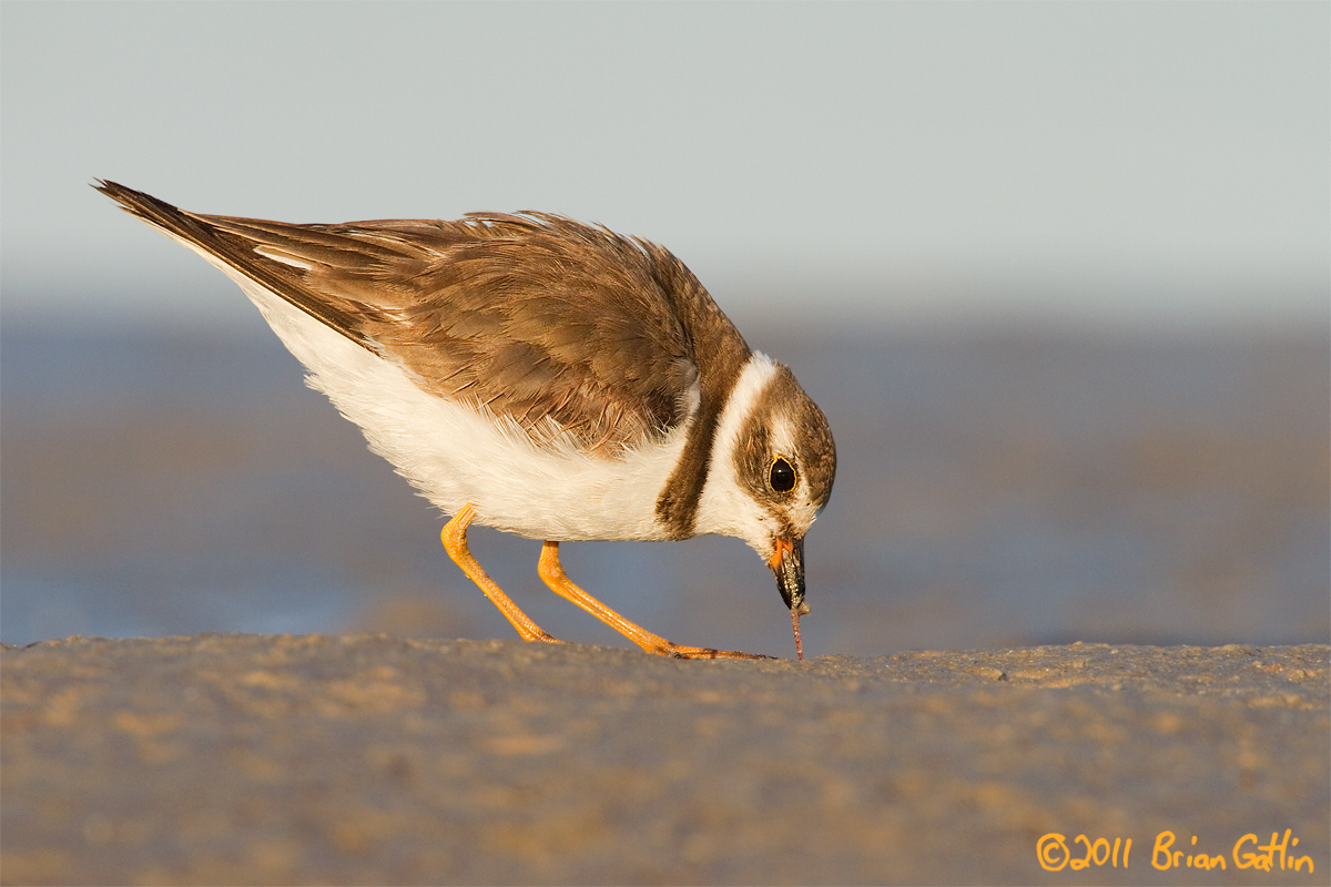 Semipalmated Plover
