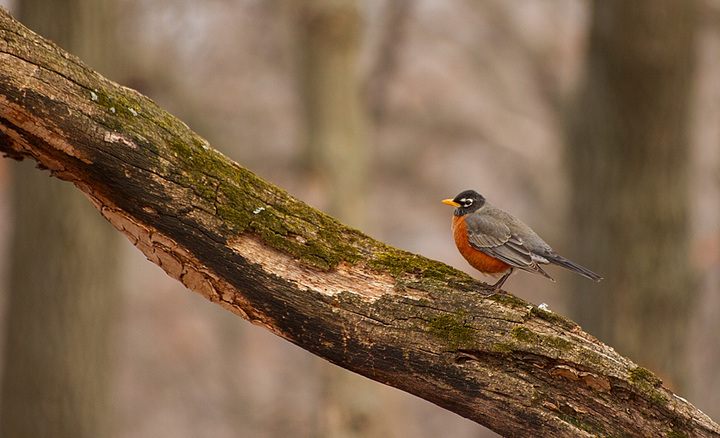 Robin