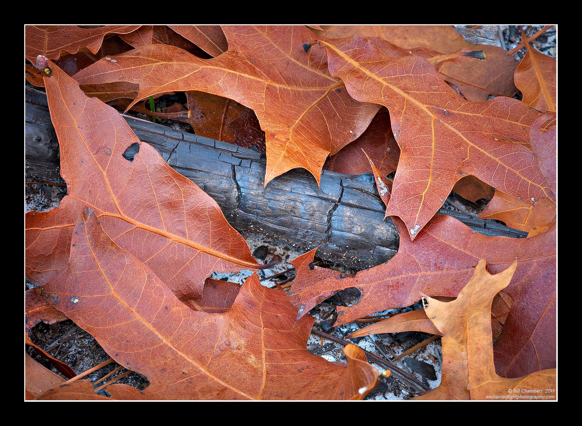 Leaves on Stick