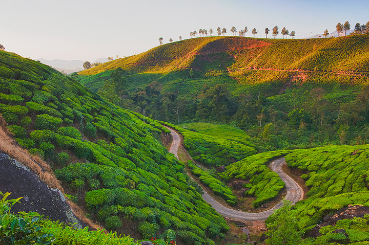 Tea plantation, Kerala