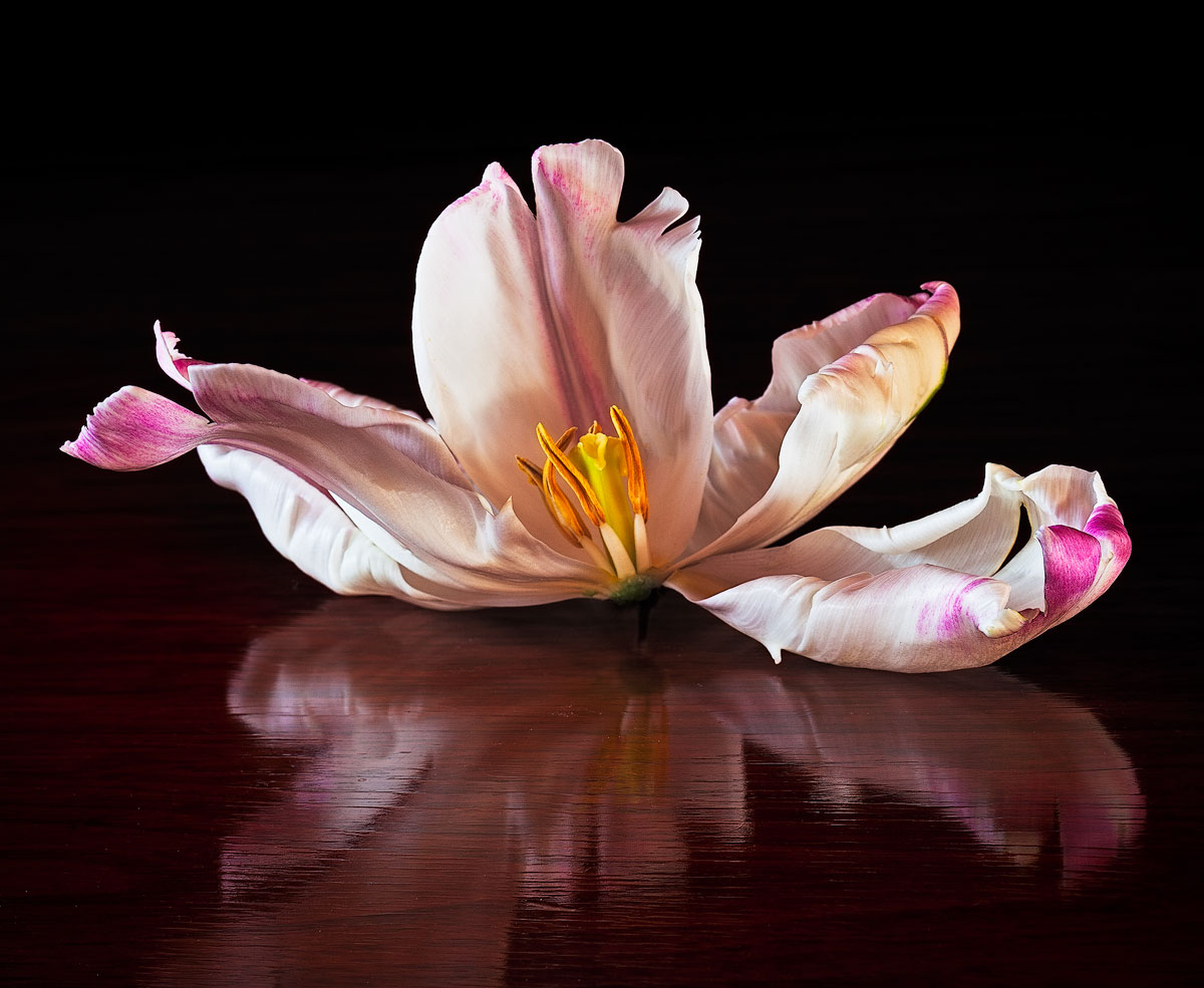 In Repose