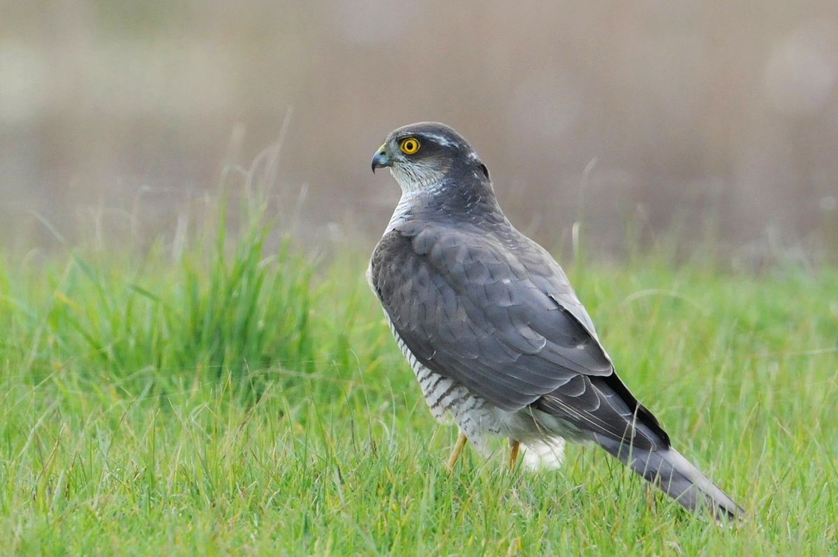 Sparrowhawk