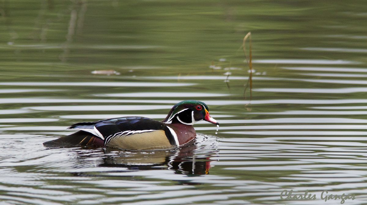 Another...Woodie