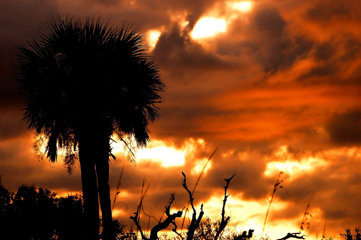 Folly Palm