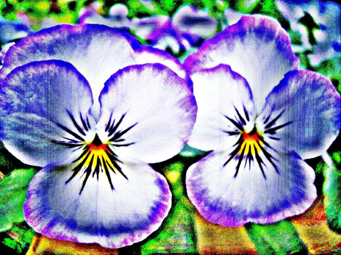 Amazing Violas