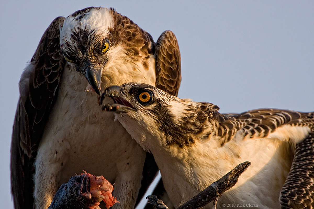 Feeding Time
