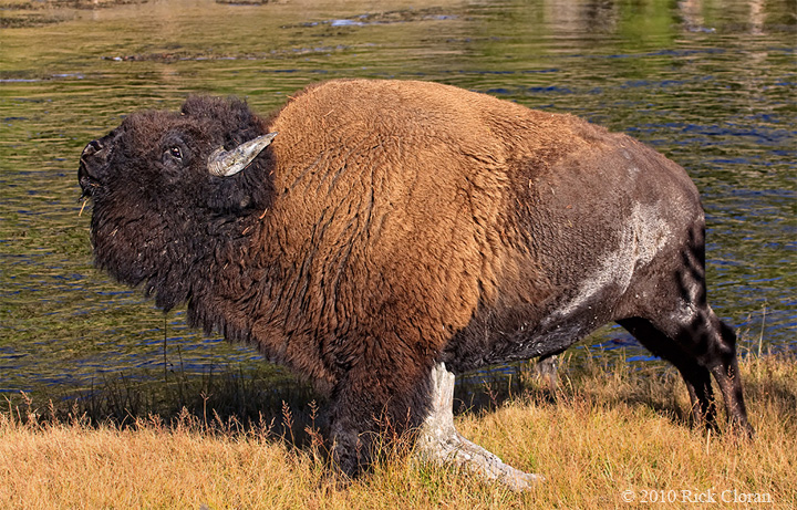 Scratching Bison