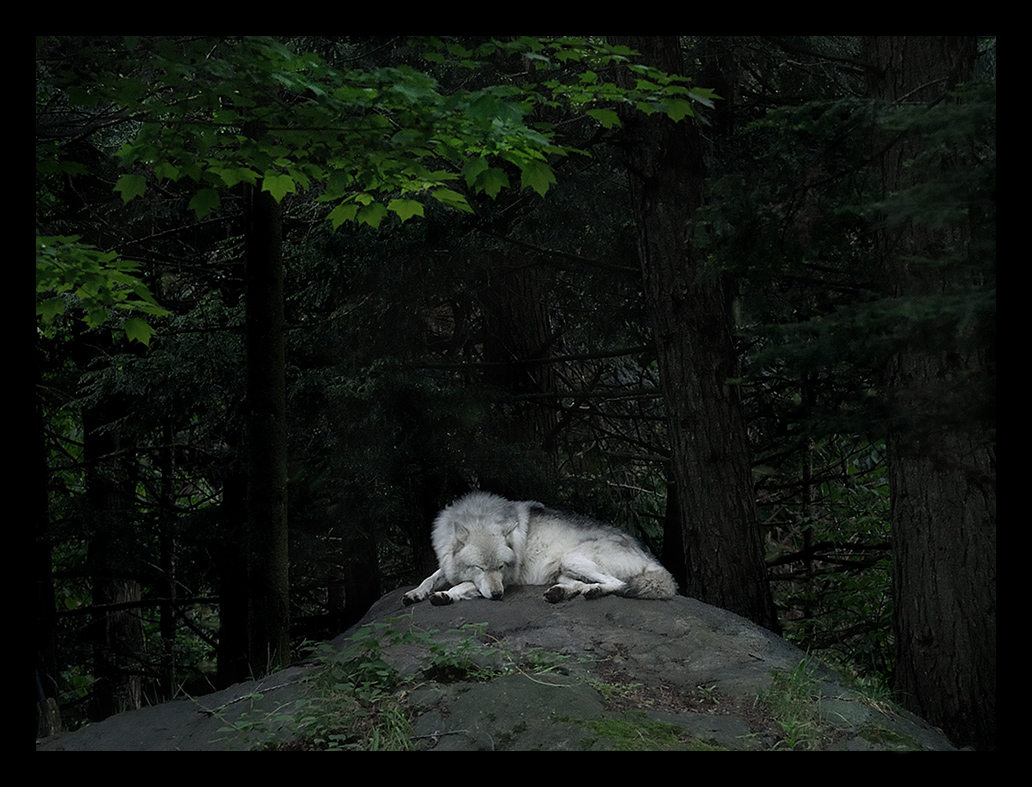 Sleeping Beauty