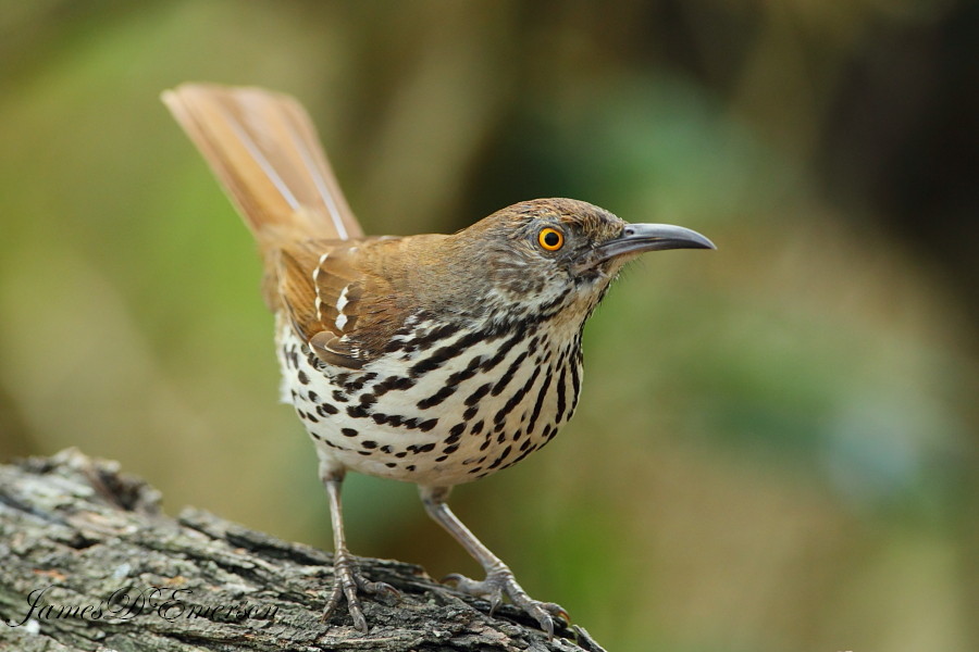 Long-billed thrasher