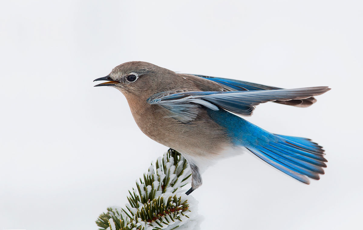 Mountain Bluebird Female