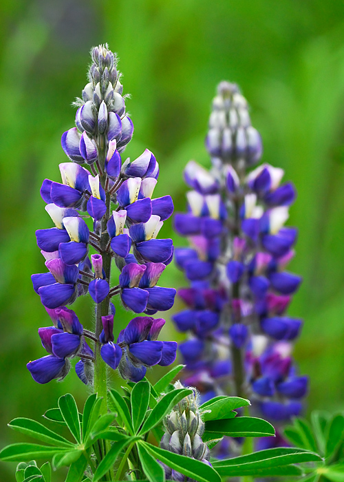 Arctic Lupine