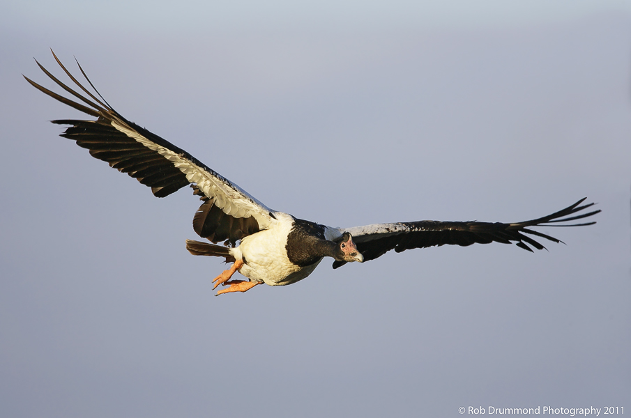 Magpie Goose