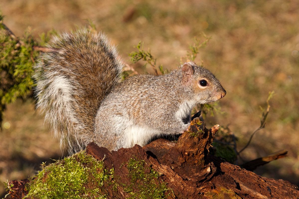 Seed Thief