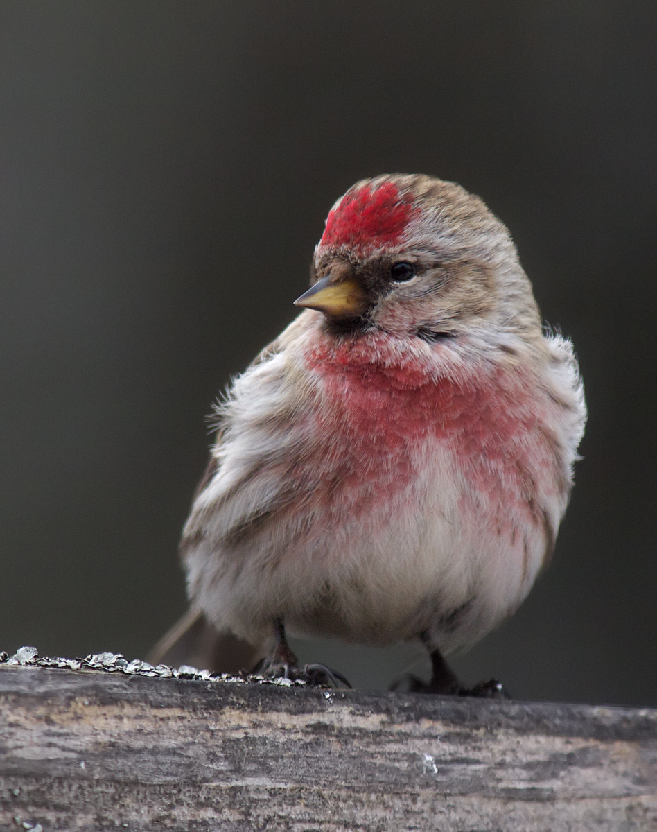 Common Redpoll