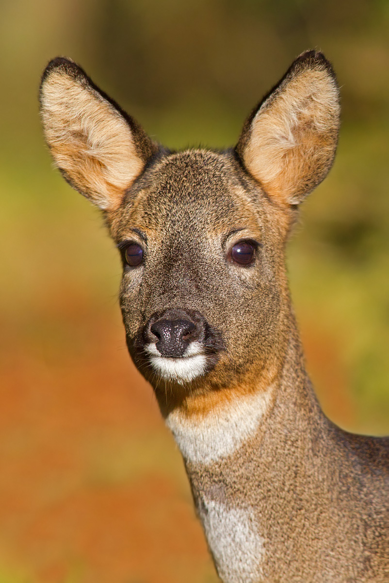 Roe doe portrait. + Repost.