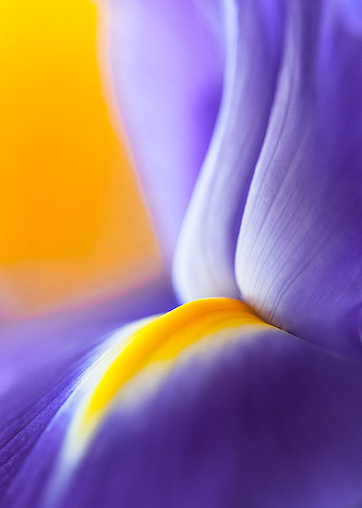 Iris Abstract