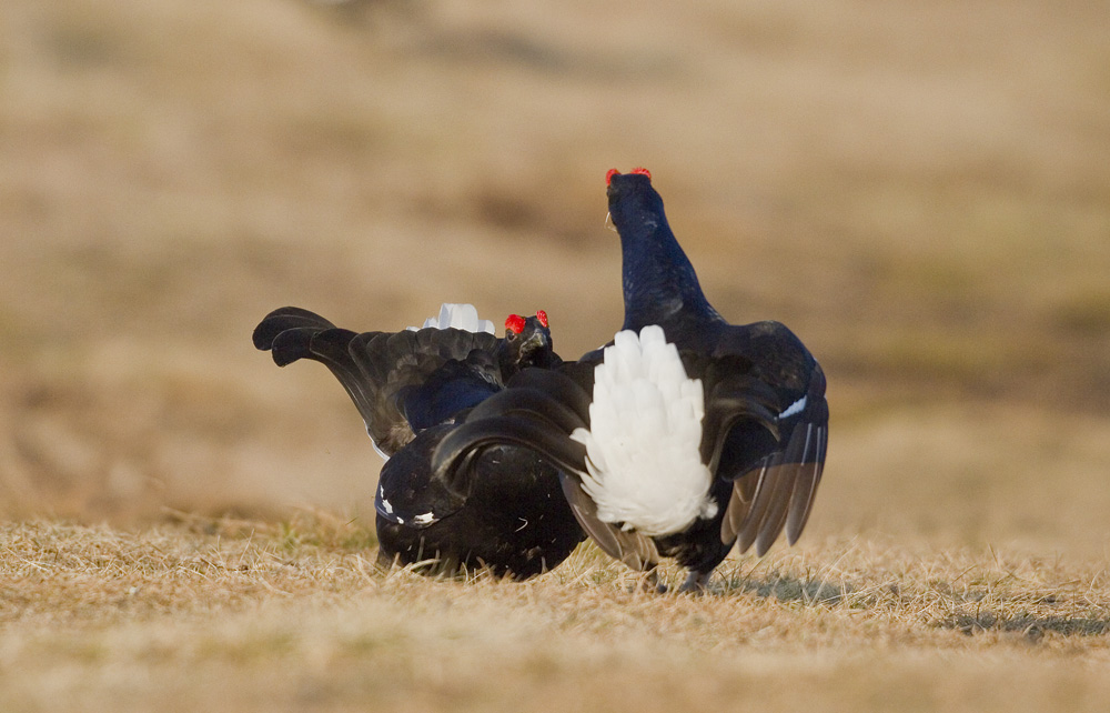 Black Grouse Lekking
