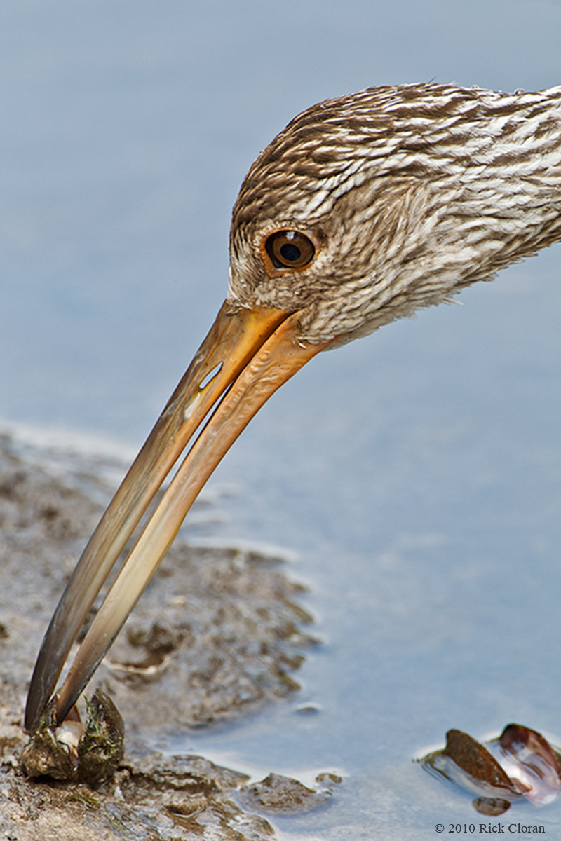 Limpkin Opening Shell