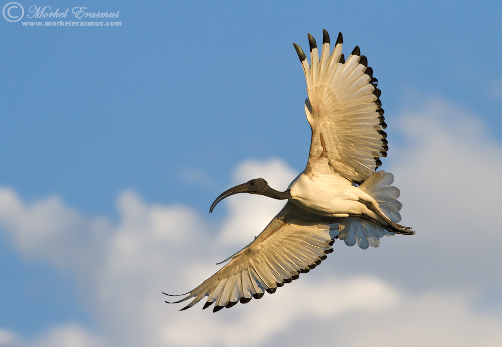 Sacred Ibis Wingspread