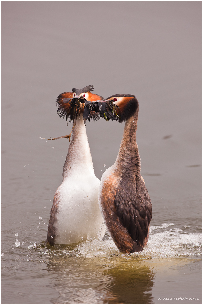 Grebe courtship display