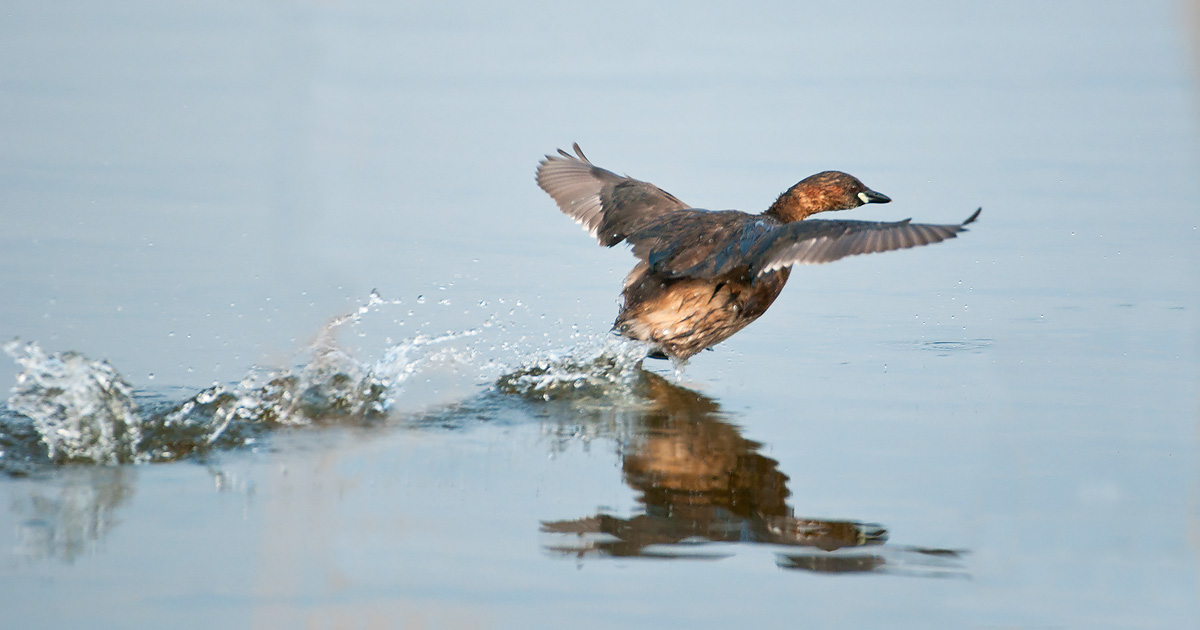 Little Grebe