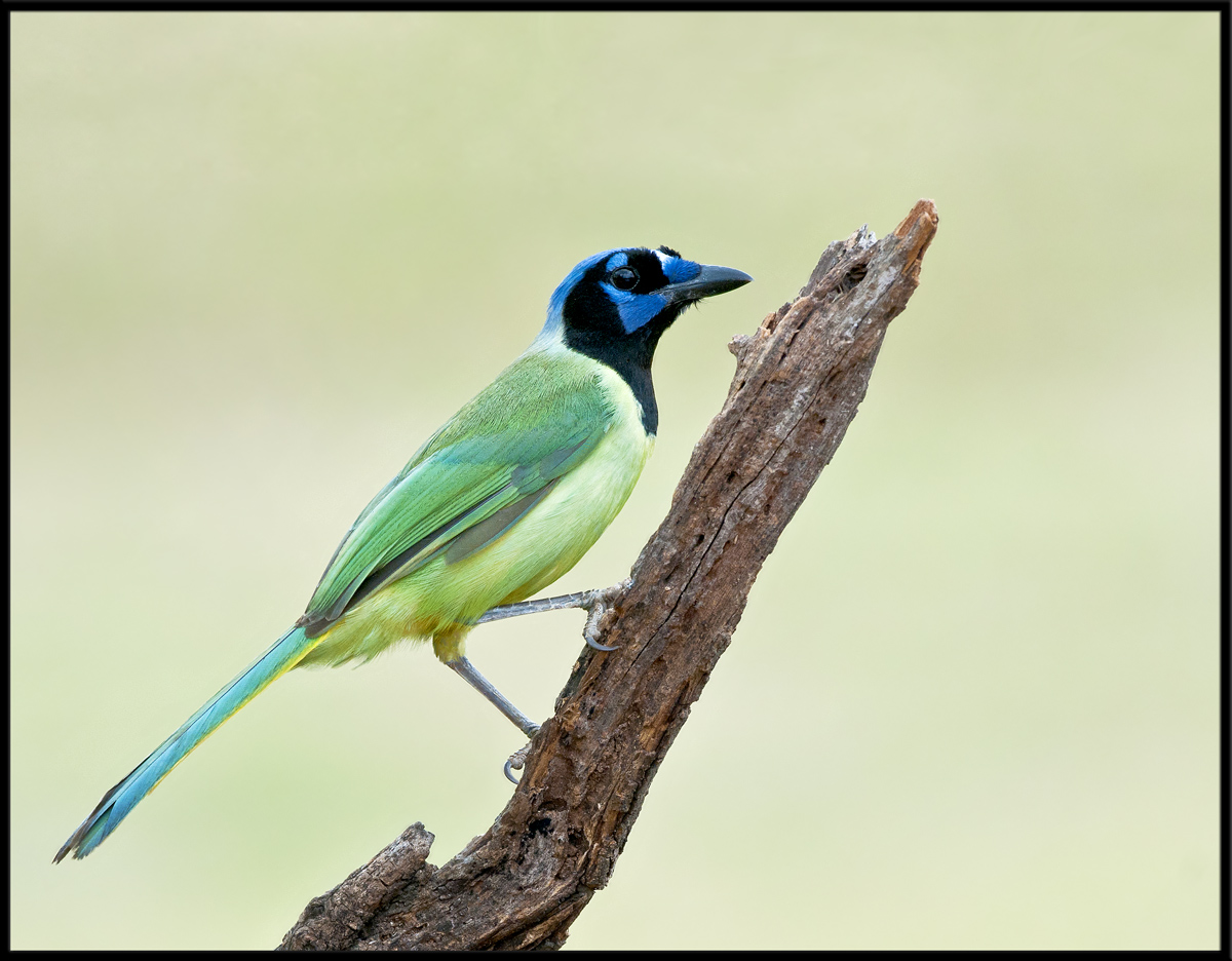 Green Jay