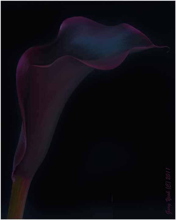 Calla on black