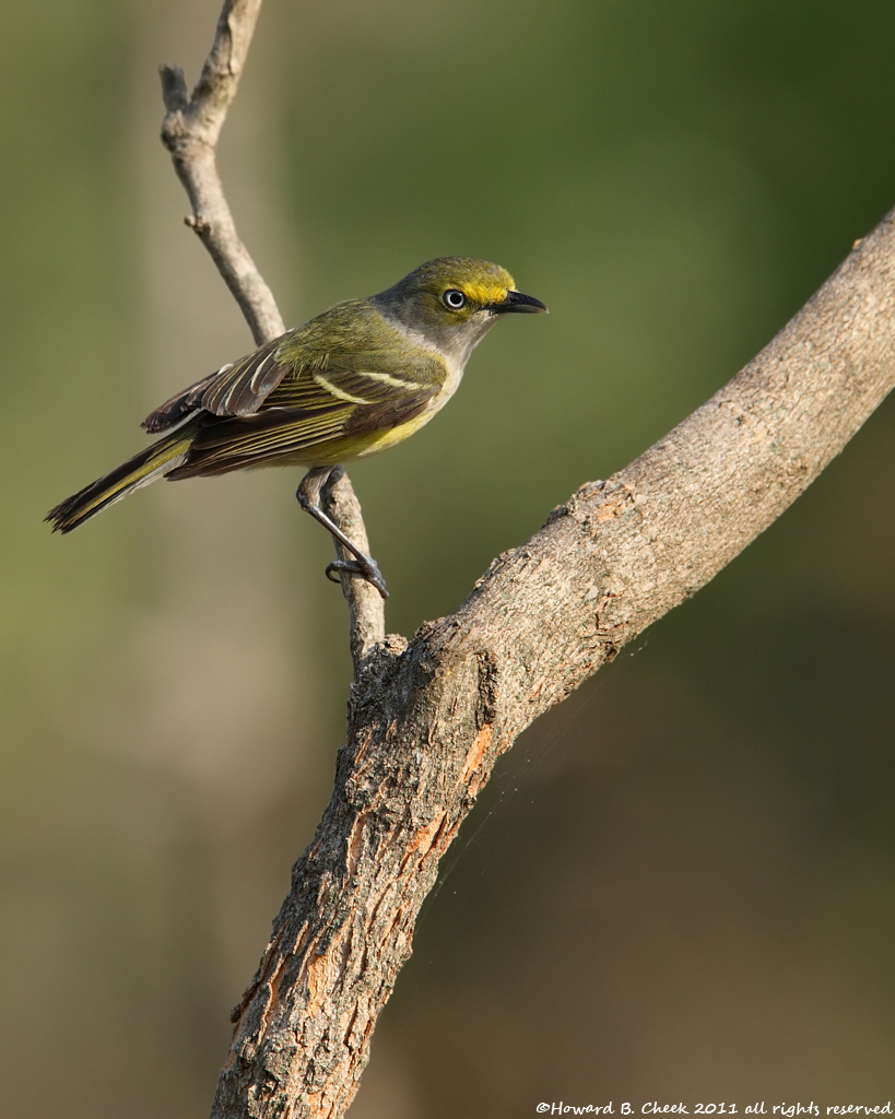 White-eyed Vireo