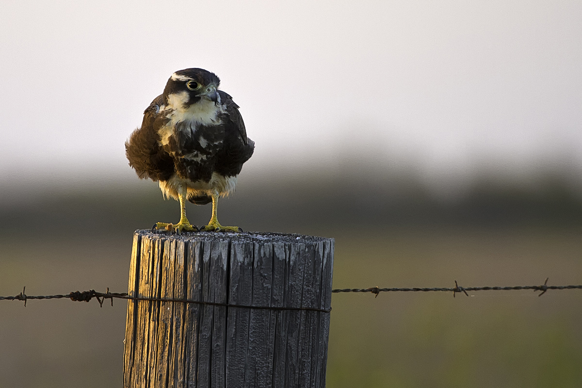 It's A Rare Aplomado Falcon!