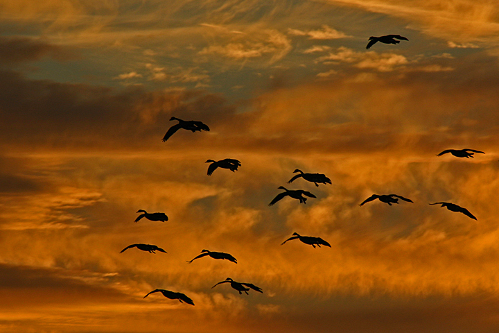 Sunset geese WC475
