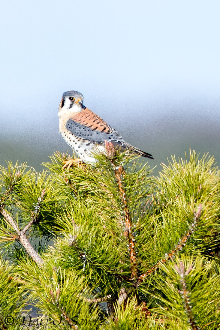 American Kestral 