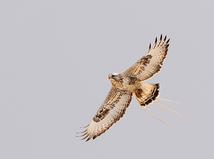 Roughlegged Hawk w/prey