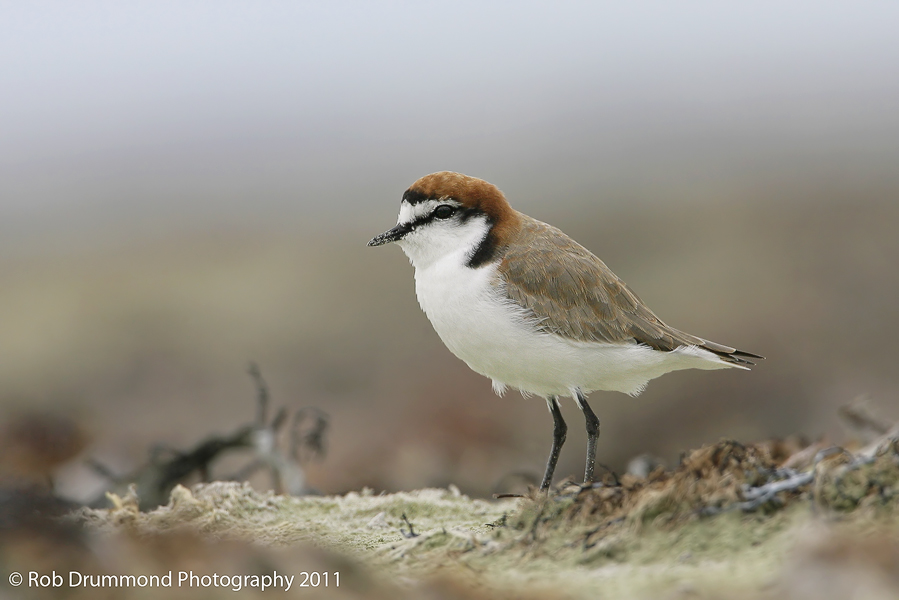 Red-capped Plover